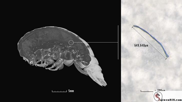 举世最深海沟发觉新神秘生物，其体内竟充溢塑