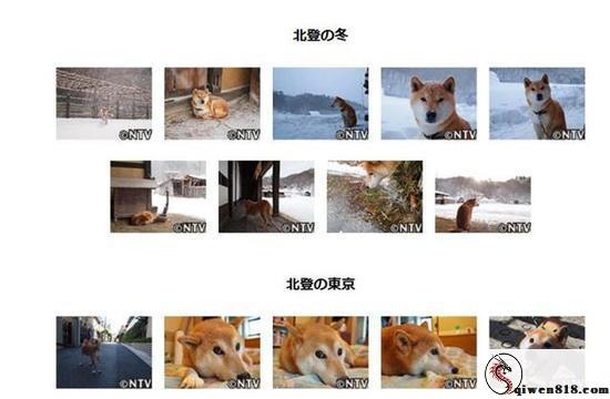 表情包柴犬北登逝世 网友哀悼