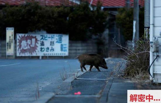 福岛核撤退区:野猪“侵犯”人类地域