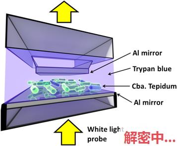 科学家解释活细菌与光之间的量子纠缠现象