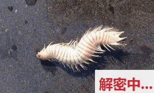 造型怪异的生物由什么生物变奏曲而来