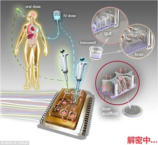 麻省理工学院“人体芯片”：模拟器官对药物反