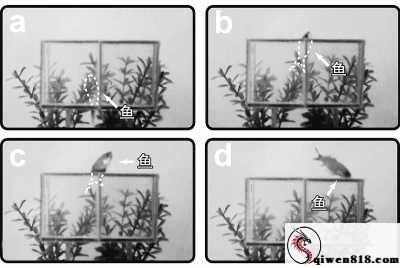 科学家造出隐形生物的器件 人类隐身近了