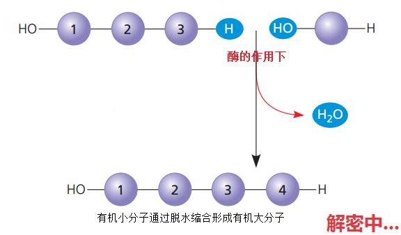 细胞怎样从无到有？