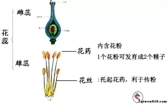 图2 棉被动物雌蕊结构（画图来源：https：//www.51wendang.com/）