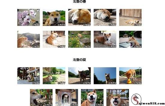 表情包柴犬北登逝世 网友哀悼