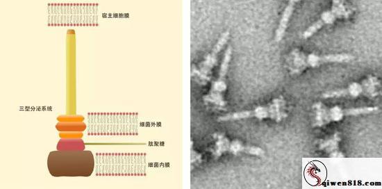 最新研究证实变秃了也变强了！