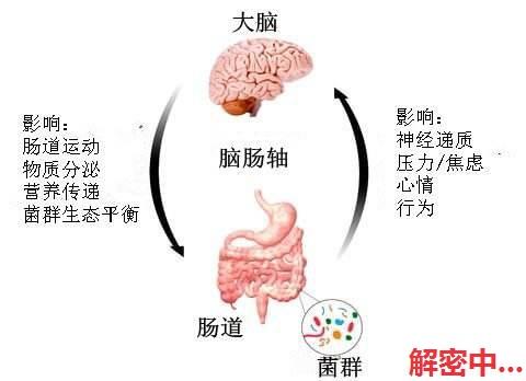 最强大脑在你肚子里？