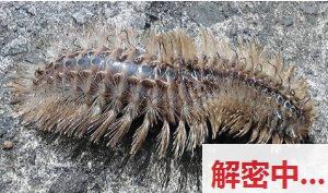 造型怪异的生物由什么生物变奏曲而来