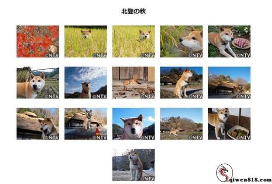 表情包柴犬北登逝世 网友哀悼