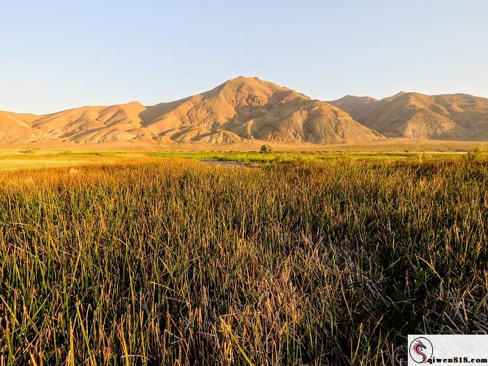 Dixie_Valley_Toad__Habitat_Patrick_Donnelly_1_FPWC_Media_Use_Allowed.jpg