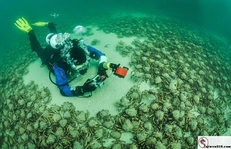 深海怪物：海中杀手大盘点